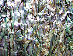 abalone.jpg